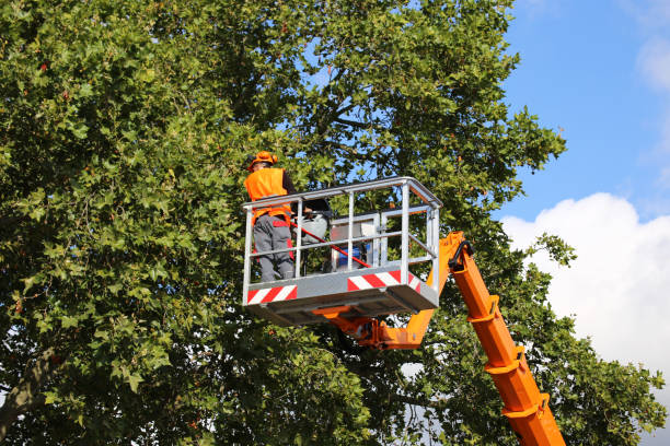 Best Commercial Tree Services  in Clay City, IN