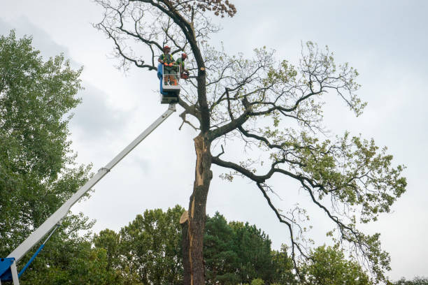 Best Arborist Consultation Services  in Clay City, IN