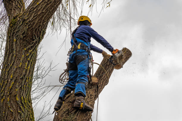 Best Tree Disease Treatment  in Clay City, IN