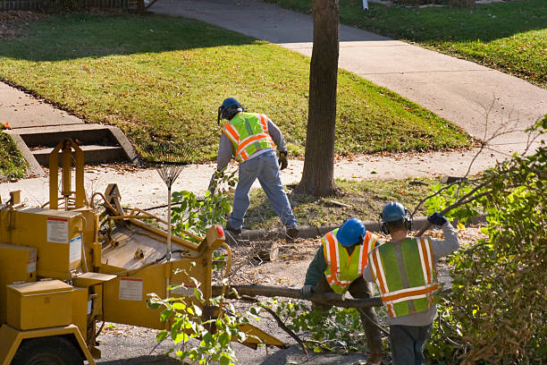 Best Firewood Processing and Delivery  in Clay City, IN