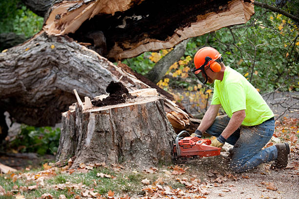 Best Hazardous Tree Removal  in Clay City, IN