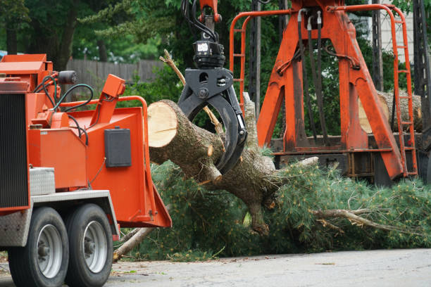 Best Hedge Trimming  in Clay City, IN