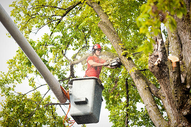 Best Seasonal Cleanup (Spring/Fall)  in Clay City, IN