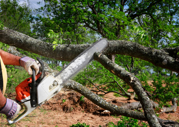 Best Stump Grinding and Removal  in Clay City, IN