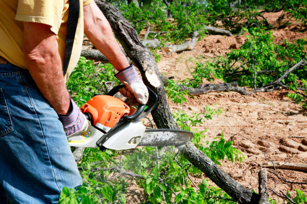 Best Hazardous Tree Removal  in Clay City, IN